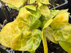 <em>Hedera helix</em> ‘Leni’ - ornamental ivy