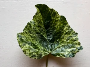 Hedera helix 'Luzii' adult