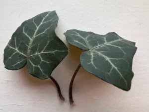 Hedera helix 'Manoir de Paimpol' (Paimpol Manor)'