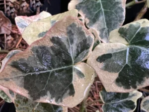 <em>Hedera helix</em> &lsquo;Marginata Elegantissima&rsquo;