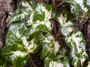 Hedera helix 'Midas Touch'