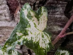 <em>Hedera helix</em> ‘Midas Touch’ - Ornamental ivy