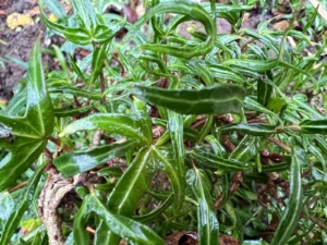 <em>Hedera helix</em> ‘Mini Stella’ - ornamental ivy