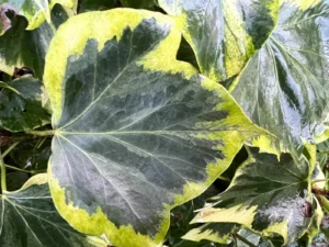 Hedera helix 'Mme Segault'