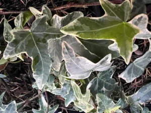 <em>Hedera helix</em> &lsquo;Mona Lisa&rsquo; – lierre d&rsquo;ornement