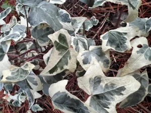 <em>Hedera helix</em> &lsquo;Mont Blanc&rsquo; – lierre d&rsquo;ornement