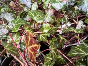 <em>Hedera helix</em> &lsquo;Morbihan&rsquo; – Lierre des bois