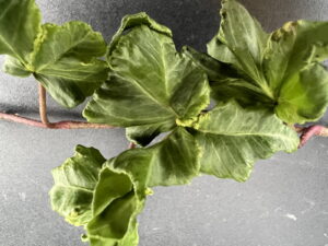 Hedera helix 'Nico',