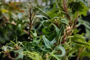 Hedera helix 'On the Fritz'