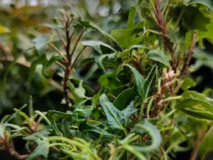 <em>Hedera helix</em> ‘On the Fritz’ - ornamental ivy