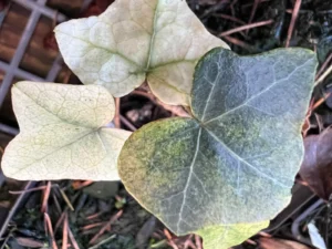 <em>Hedera helix</em> ‘Pastel’ - ornamental ivy