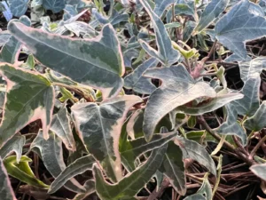 <em>Hedera helix</em> &lsquo;Pitimini&rsquo; – lierre d&rsquo;ornement