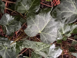 <em>Hedera helix</em> &lsquo;Port-Blanc&rsquo; – lierre des bois