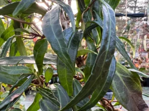 <em>Hedera helix</em> &lsquo;Professor Frederich Tobler&rsquo; – lierre d&rsquo;ornement