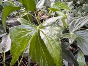 Hedera helix 'Ritterkreuz' adult