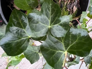 <em>Hedera helix</em> &lsquo;Saint-Vaast&rsquo; – lierre des bois