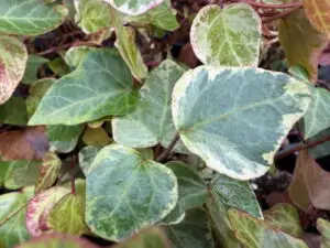 Hedera helix 'Sainte-Maxime' (French)'