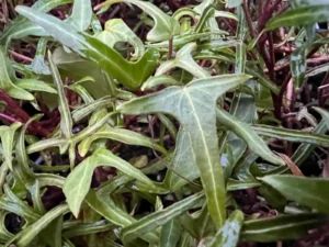 Hedera helix 'Salomé'