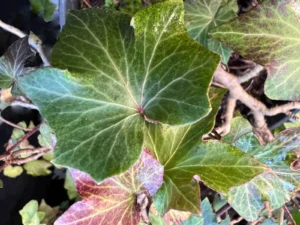 <em>Hedera helix</em> &lsquo;Sanka&rsquo; – lierre d&rsquo;ornement