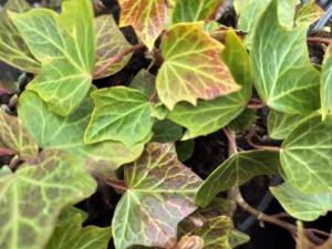 <em>Hedera helix</em> ‘Scallop Shell’ – ornamental ivy