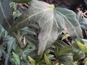 <em>Hedera helix</em> ‘Seelisberg’ – ornamental ivy