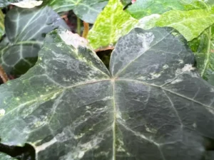 Hedera helix 'Splashes'