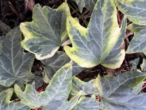 <em>Hedera helix</em> &lsquo;Théo&rsquo; – lierre d&rsquo;ornement