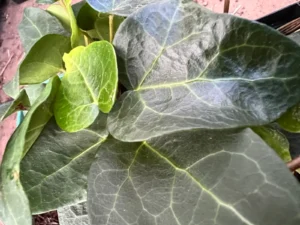 <em>Hedera helix</em> &lsquo;Nightfall&rsquo; – lierre d&rsquo;ornement