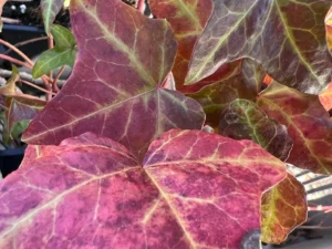 <em>Hedera helix</em> &lsquo;Waltzer&rsquo; – lierre d&rsquo;ornement