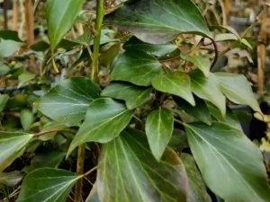 Hedera helix f. poetarum