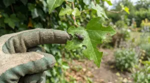 Read more about the article Otiorhynque du lierre : identifier et éliminer le ravageur