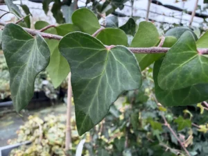 <em>Hedera helix</em> &lsquo;Tanja&rsquo; – lierre d&rsquo;ornement