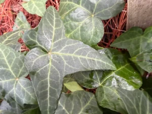 <em>Hedera helix</em> &lsquo;Anthonin&rsquo; – lierre d&rsquo;ornement