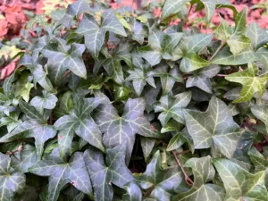 Hedera helix 'Frysto'
