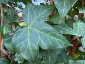 <em>Hedera helix</em> &lsquo;Green Sheen&rsquo; – lierre grimpant