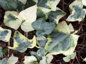 <em>Hedera helix</em> &lsquo;Mieluce&rsquo; – Lierre d&rsquo;ornement