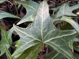 Hedera helix 'Peter Vert'