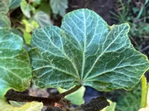 <em>Hedera helix</em> ‘Pink Shell’ – ornamental ivy