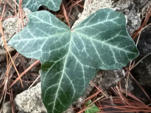 <em>Hedera helix</em> &lsquo;Quiberon&rsquo; – lierre des bois