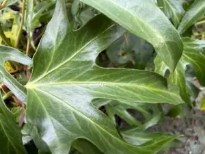 Hedera helix 'Star' adult