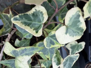 Hedera helix 'Sunkissed'