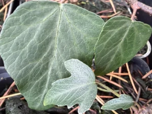 Hedera helix 'Susanne' adult