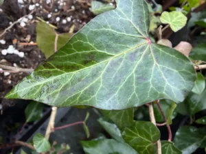 Hedera helix 'Tanja' semi-arborescent