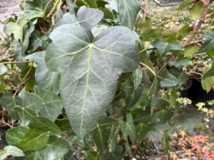 <em>Hedera helix</em> &lsquo;Tauzia Mega&rsquo; – Lierre d&rsquo;ornement