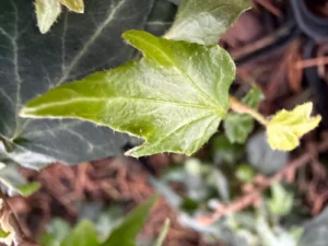 <em>Hedera helix</em> ‘Tristan’ – ornamental ivy