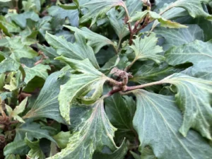 Hedera helix 'Troll panaché' (variegated troll)'