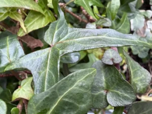 <em>Hedera helix</em> ‘Tropic Tremor’ – ornamental ivy