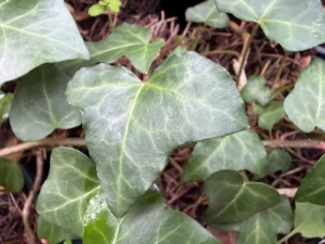 <em>Hedera helix</em> &lsquo;Tumulus Saint-Michel&rsquo; – lierre des bois