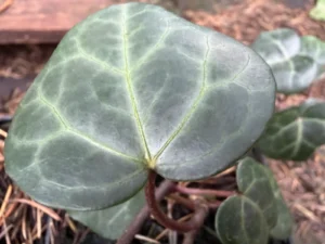 Common Ivy ‘Typ Neuss’