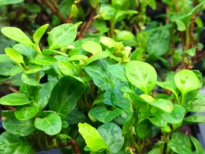 Hedera helix 'Merry'